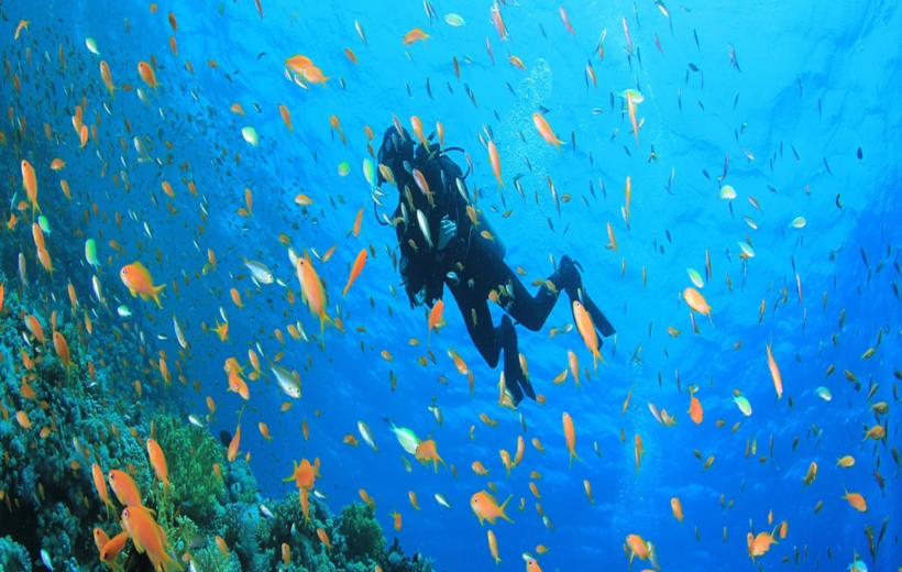 Full-Day Snorkeling and Diving trip from Marsa Alam to Port Ghalib