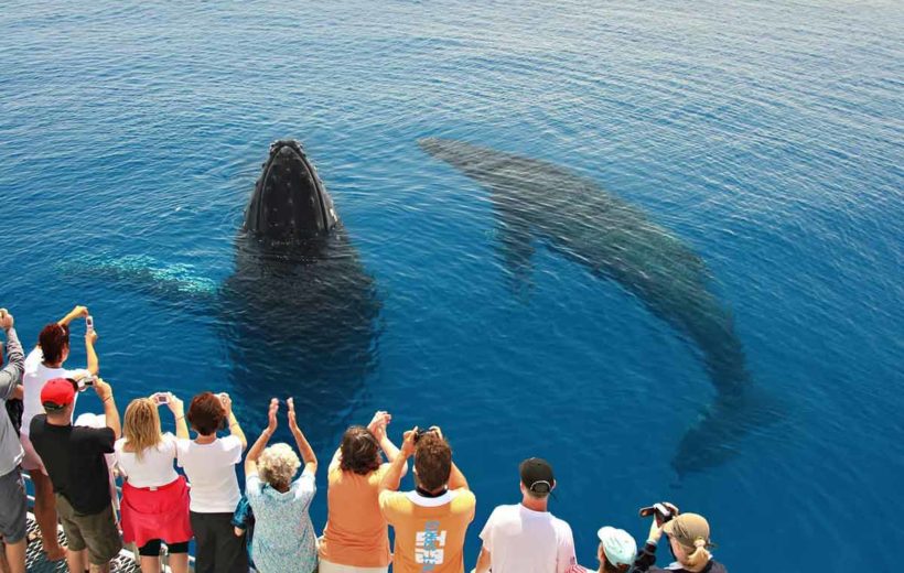 Dolphins in Satayeh Reef Snorkel Sea Excursion - Marsa Alam